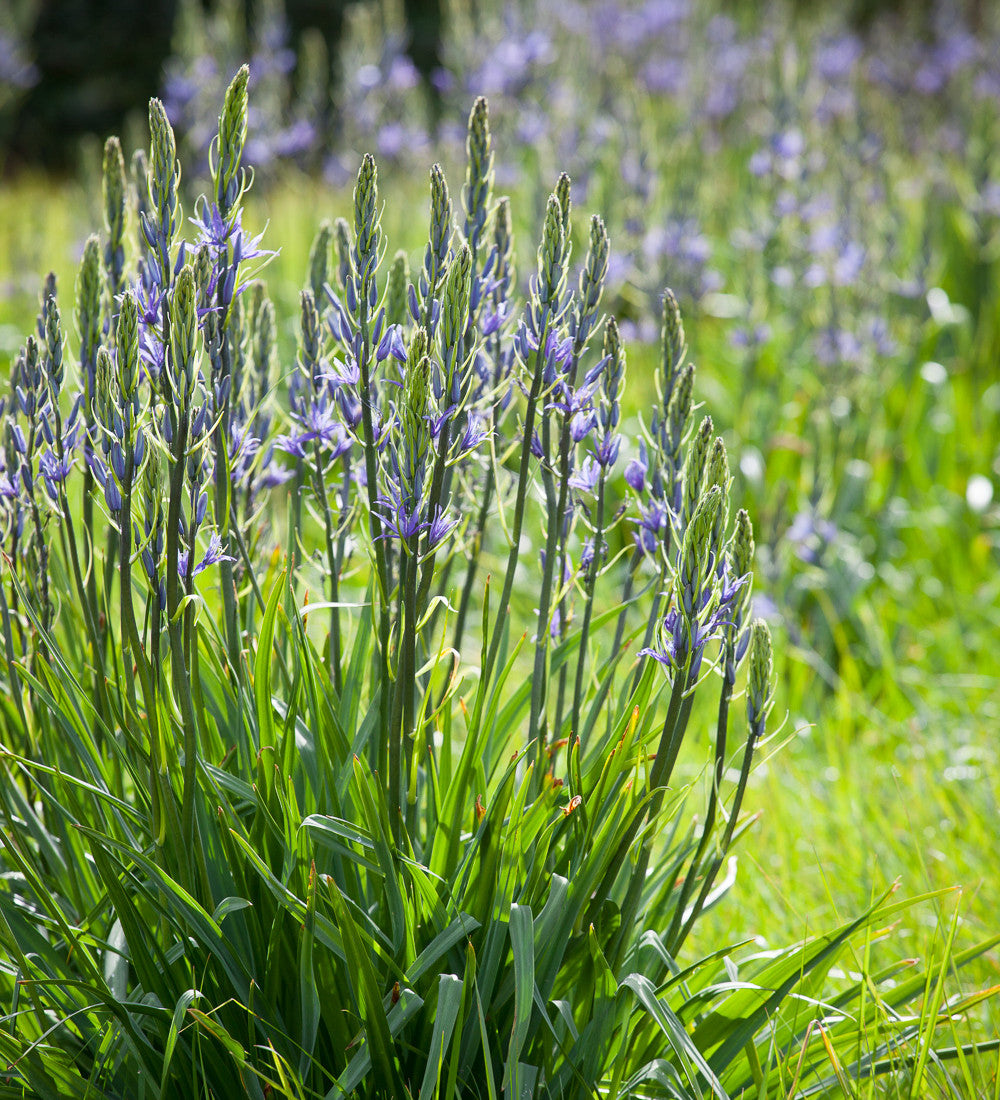 Sarah Raven Bulbs Camassia Caerulea Blumenzwiebeln 20 Zwiebeln blau