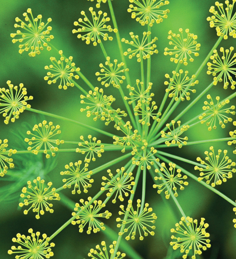 Sarah Raven Plants Dill Anethum Samen Bio 750 Stück Küche