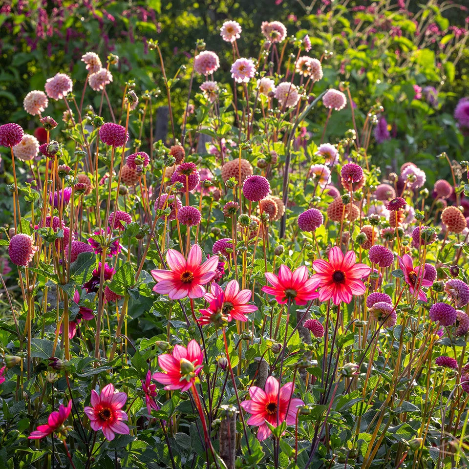 Sarah Raven Bulbs Dancing Border Dahlien 4 Knollen Kollektion