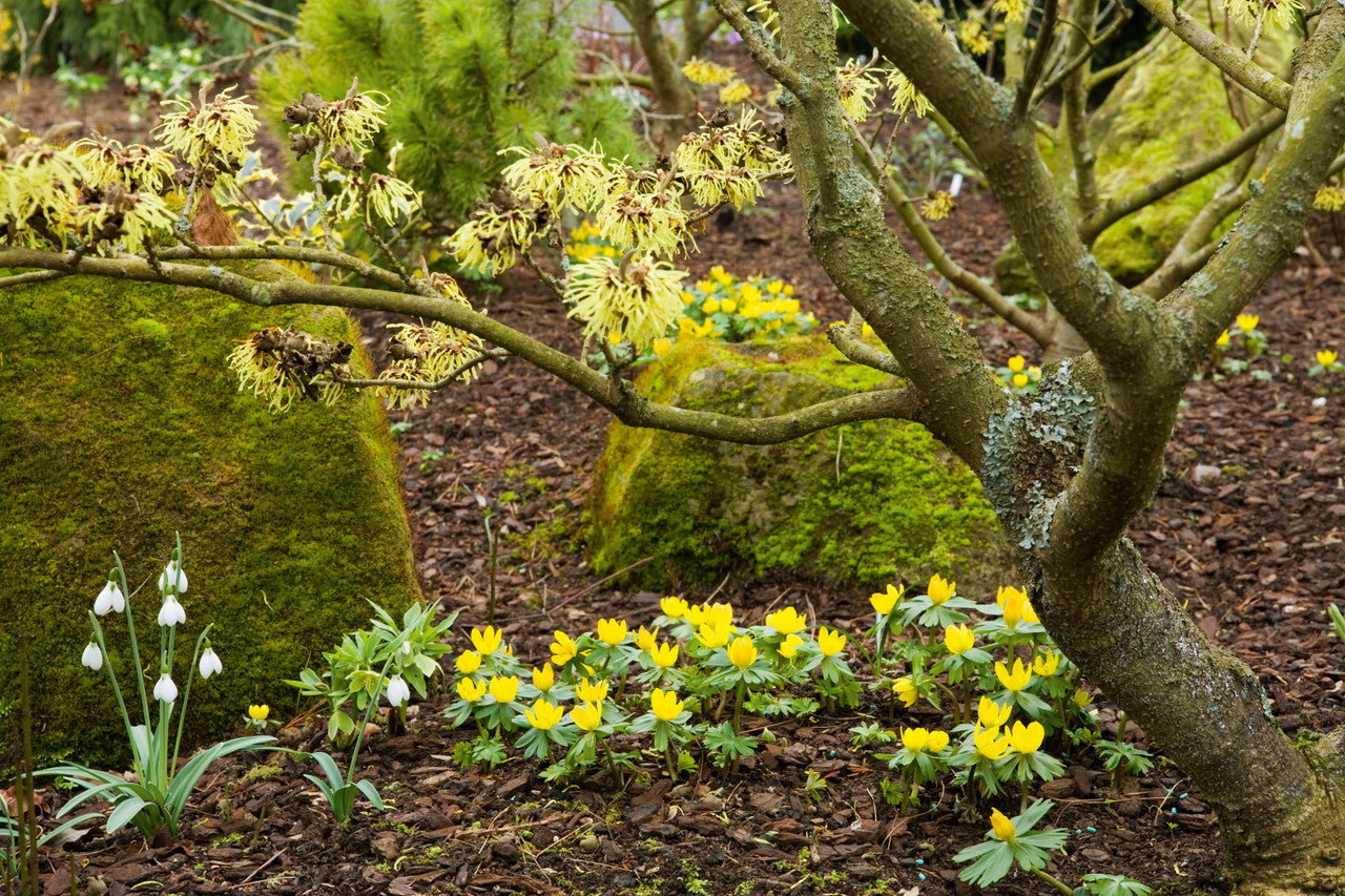 Sarah Raven Bulbs Eranthis Cilicica Blumenzwiebeln 25 Stück gelb