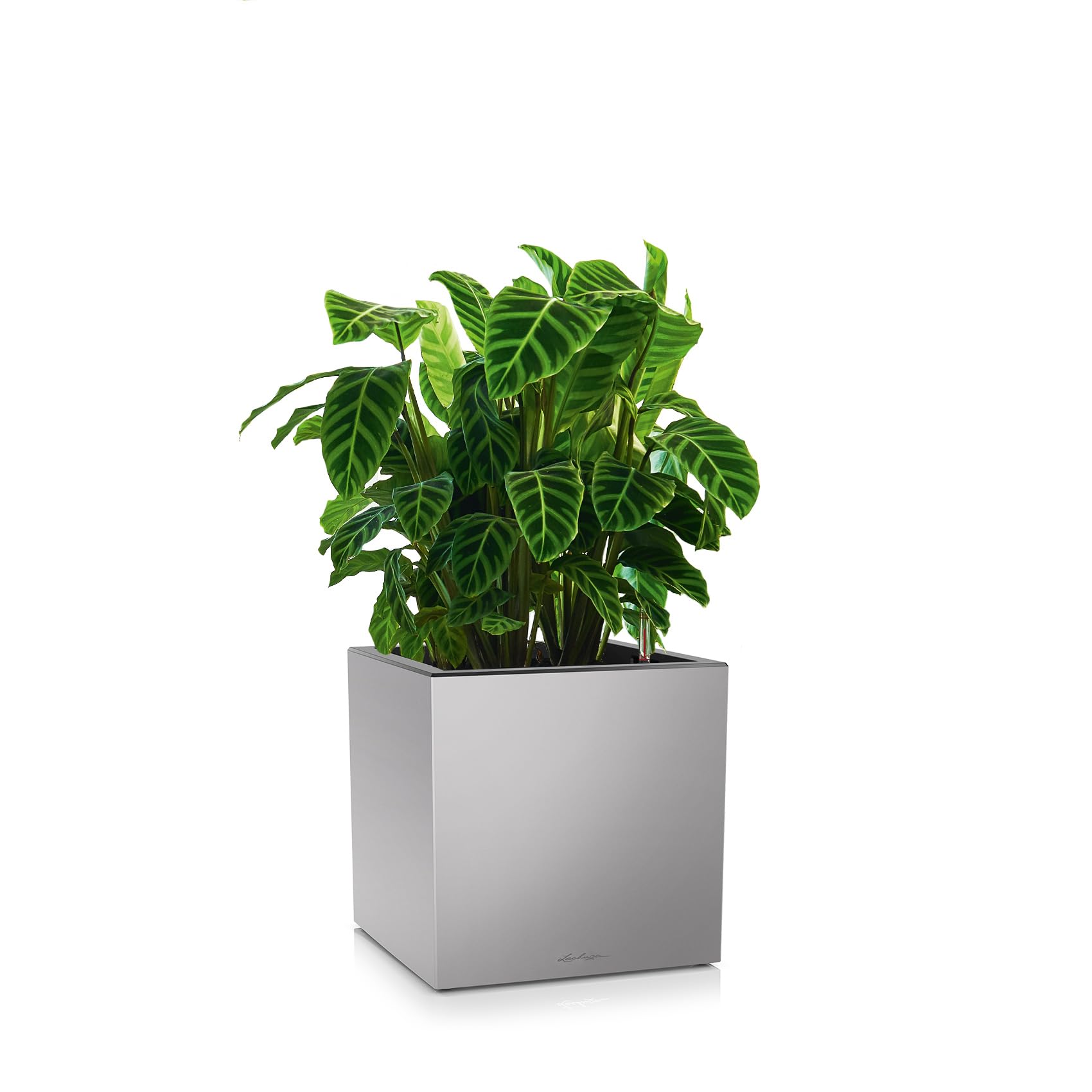 Lechuza Canto Premium 40 Low Pflanzwürfel Silber Metallic
