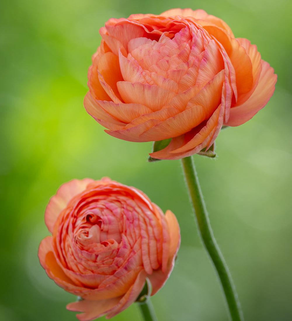 Sarah Raven Bulbs Ranunculus Apricot Blumenzwiebel 10 Knollen aprikot