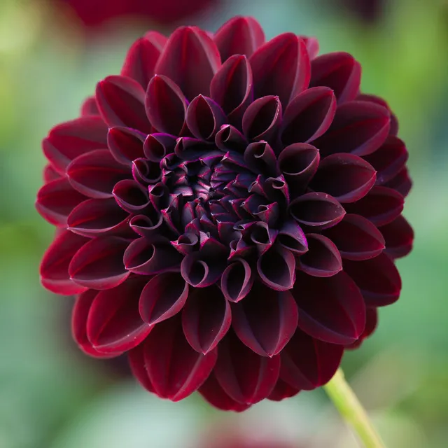 Sarah Raven Bulbs Dahlia La Recoleta Knolle 1 Stück dunkel