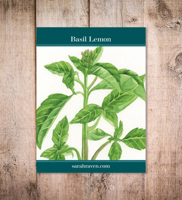 Sarah Raven Seeds Basilikum Lemon Samen 300 Samen Salat