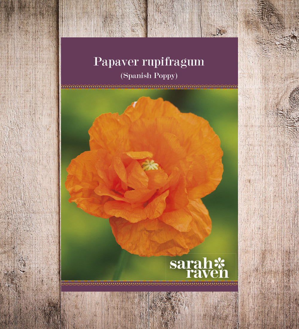 Sarah Raven Papaver rupifragum Orange Feathers Mohn 3 x 9cm Topf