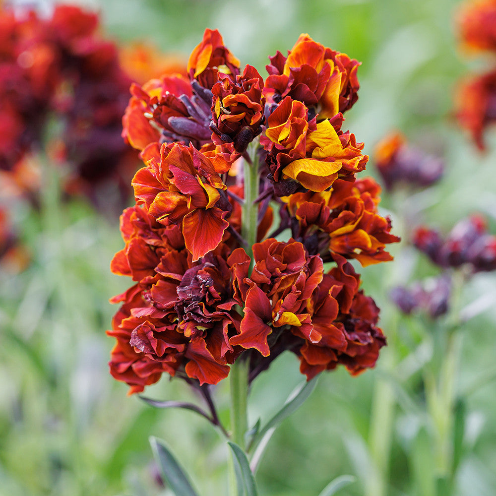 Sarah Raven Plants Wallflower Taffeta Red Pflanze 3x9cm duftend