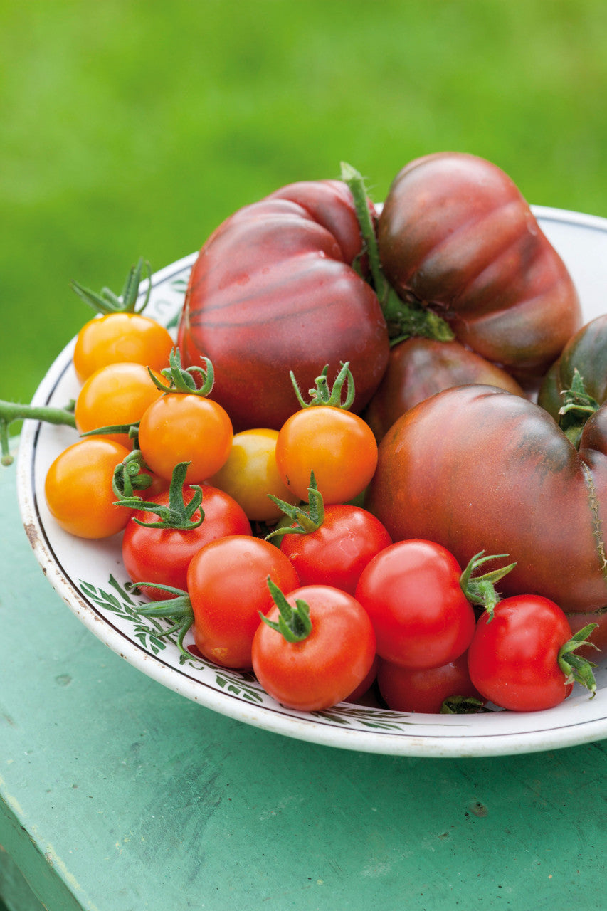 Sarah Raven Seeds Essential Tomato Seed Collection Tomatensamen 3 Tüten