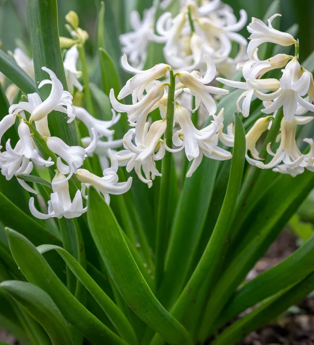 Sarah Raven Bulbs Hyacinthus orientalis White Blumenzwiebeln 5 Stück duftend