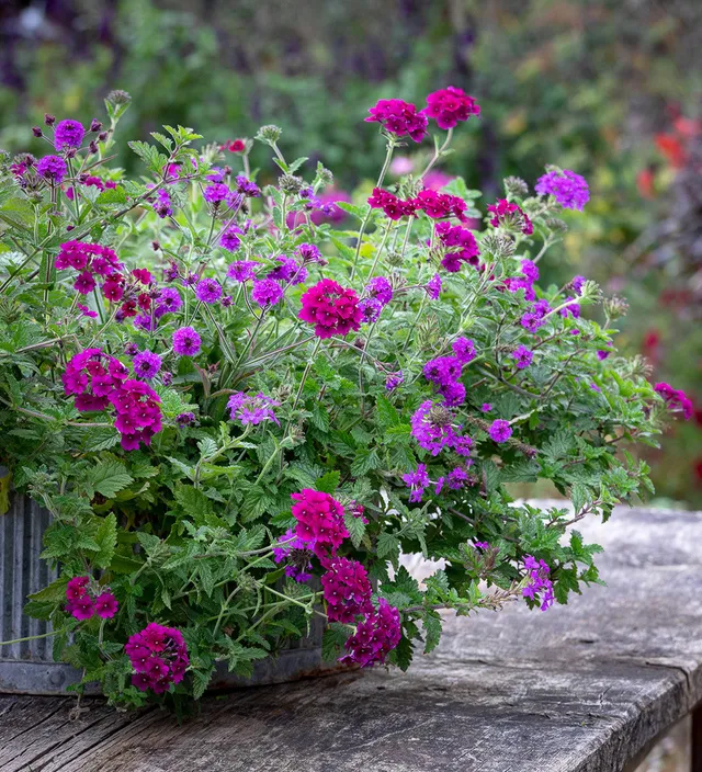 Sarah Raven Plants Verbena Collection Pflanzen 9 Töpfe hängend