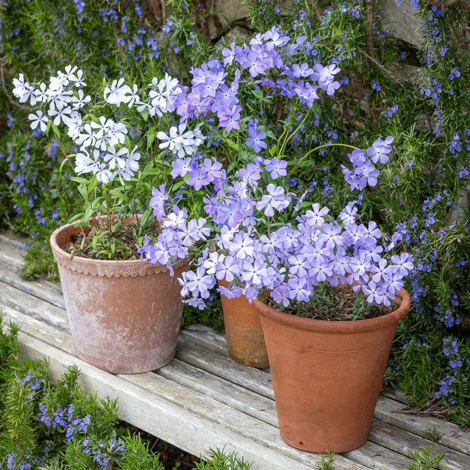 Sarah Raven Plants Wild Wood Phlox Collection Pflanzen 6 Töpfe Duft