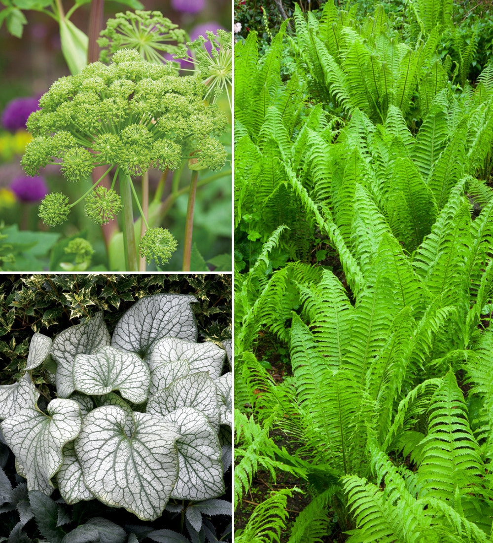Sarah Raven Plants Damp Border Collection Stauden 18x9cm Schatten