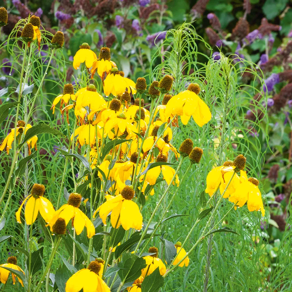 Sarah Raven Rudbeckia laciniata Herbstsonne Pflanze 3x 9cm gelb