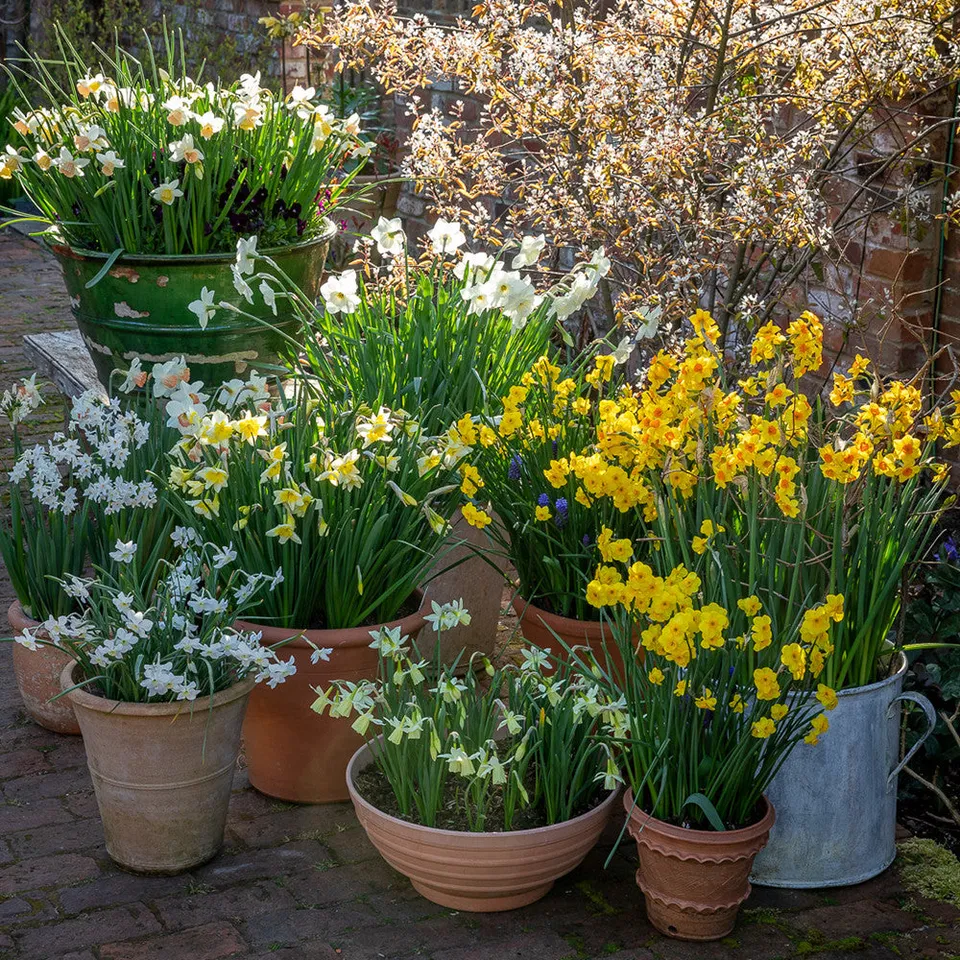 Sarah Raven Dutch Yard Narcissus Collection Blumenzwiebeln 40 Stück duftend