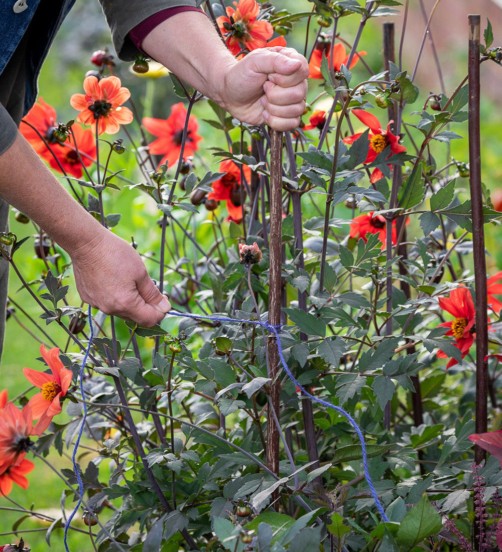 Sarah Raven Willow Flower Stakes Pflanzstäbe 20x 1,2m Weide