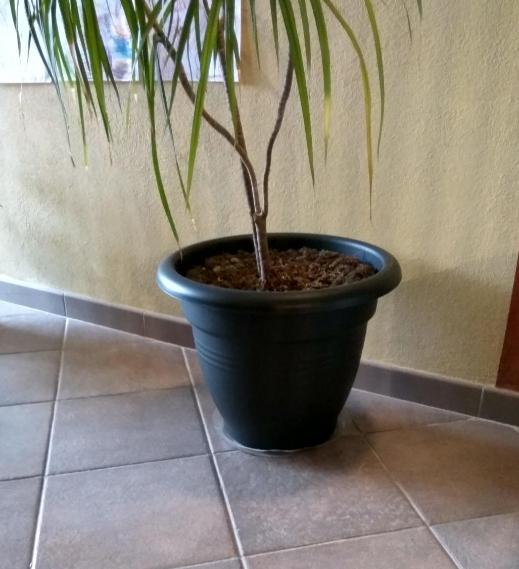 elho Green Basics Campana 30 Blumentopf Living Schwarz 30cm