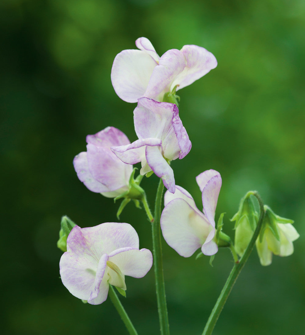 Sarah Raven Seeds Sweet Peas Blumensamen 6 Packungen Duft