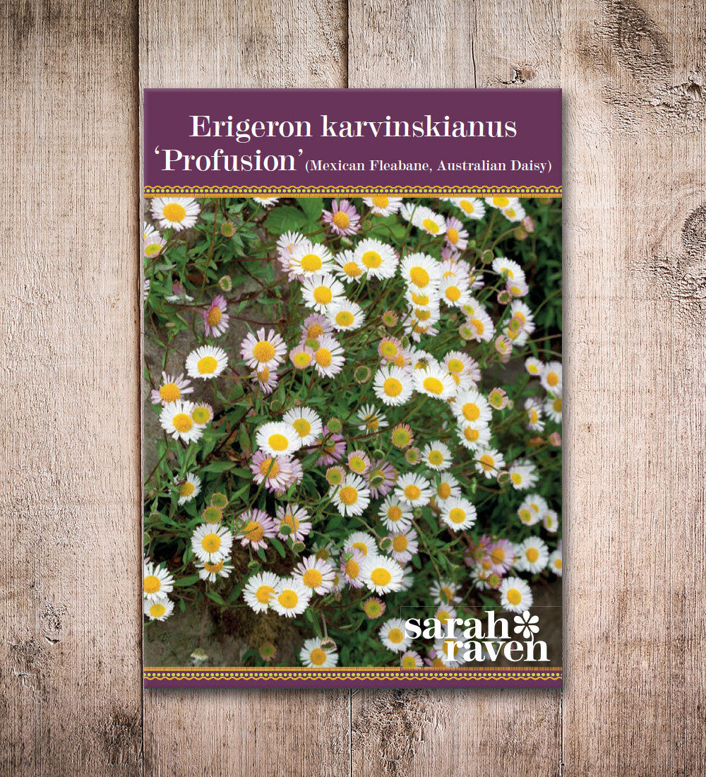 Sarah Raven Plants Erigeron Profusion Blume 100 Samen rosa-weiß