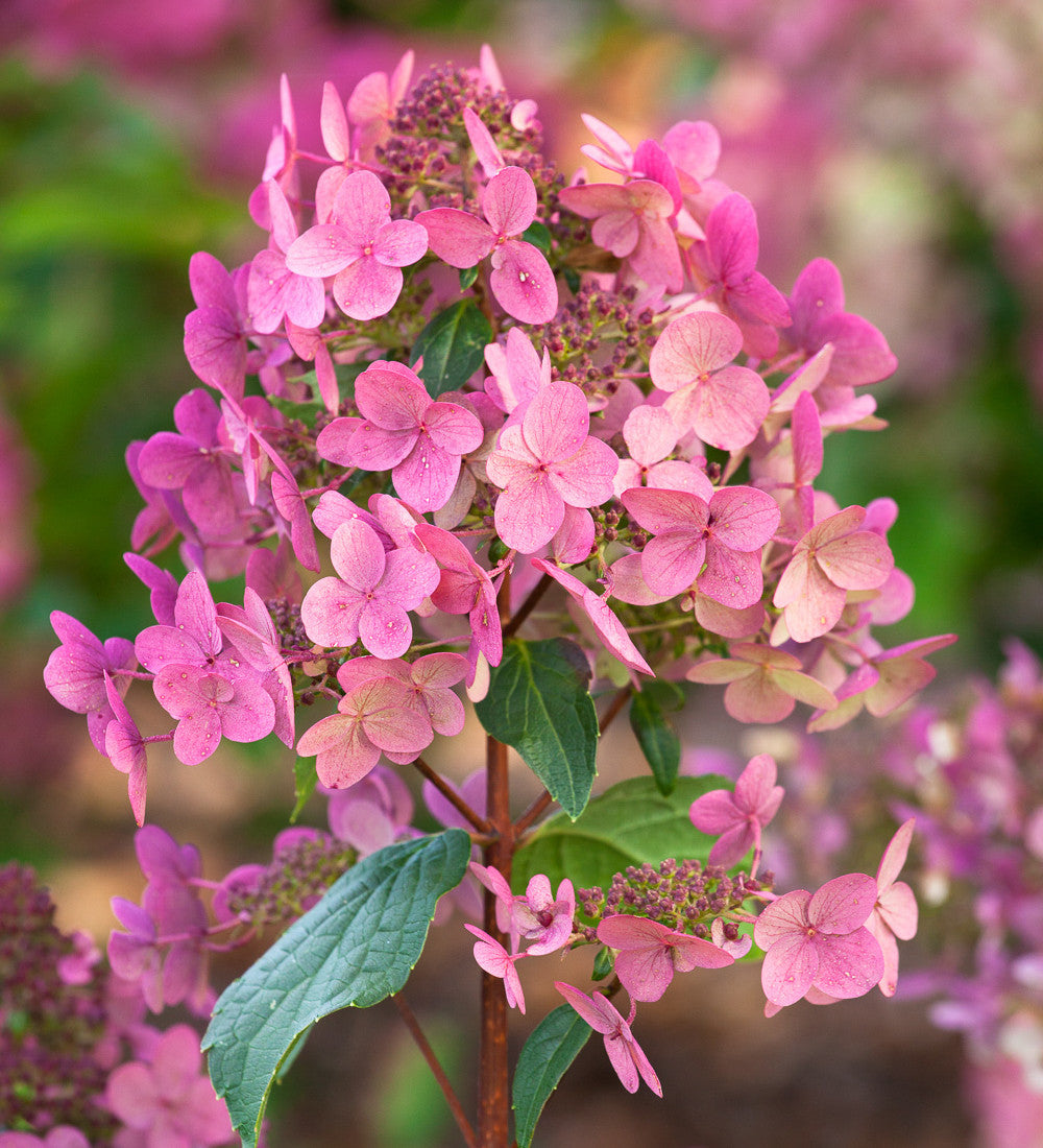 Sarah Raven Plants Hydrangea Wims Red Hortensie 2 Liter Topf