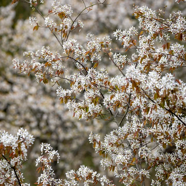 Sarah Raven Amelanchier Prince William Felsenbirne 2L Topf
