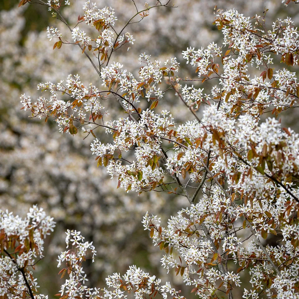 Sarah Raven Amelanchier Prince William Felsenbirne 2L Topf