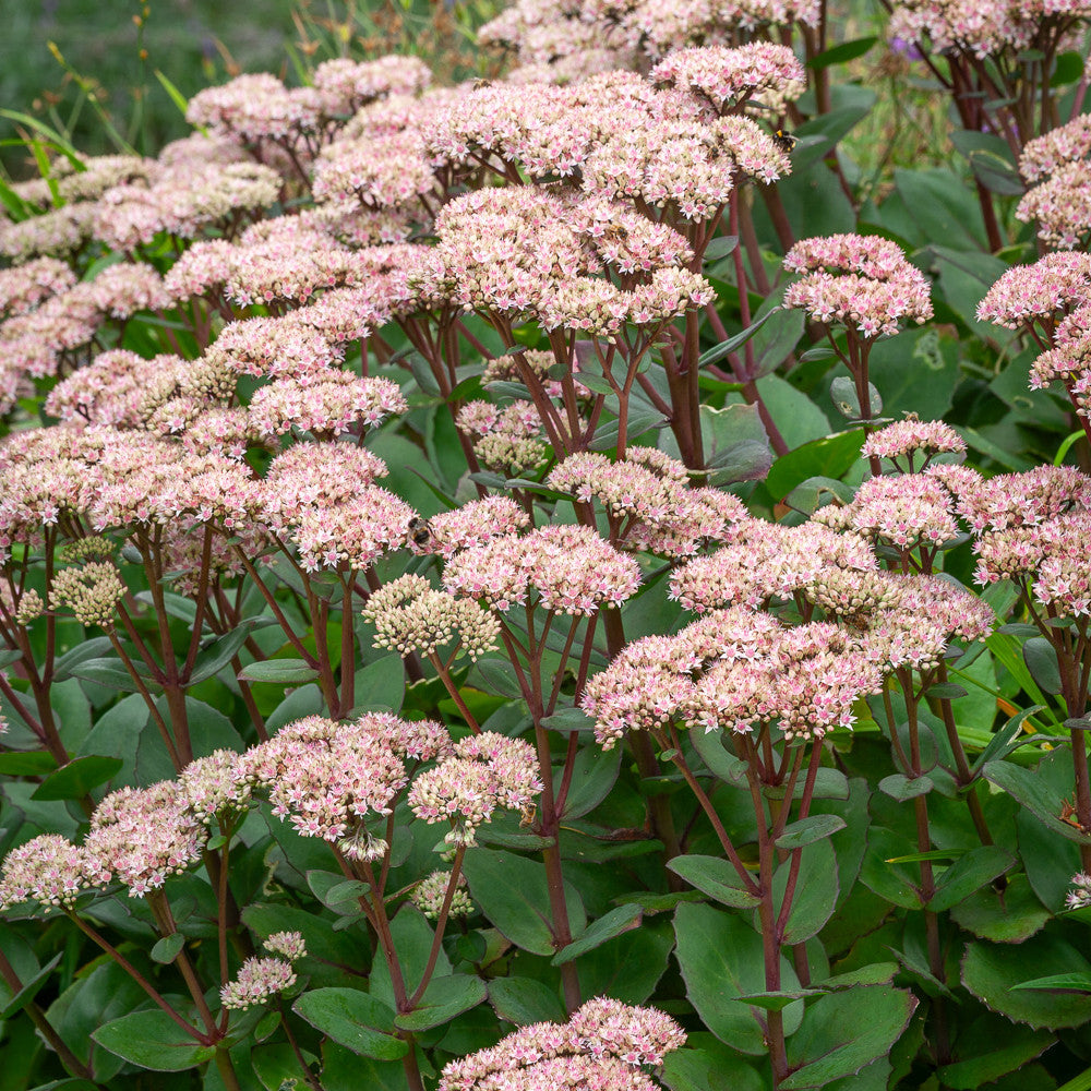 Sarah Raven Seeds Hylotelephium Matrona Fetthenne 3x 9cm Topf rosa