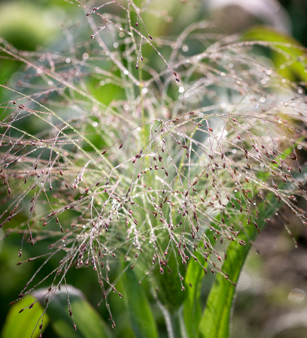 Sarah Raven Panicum Sparkling Fountain Samen 25 Stück Ziergras