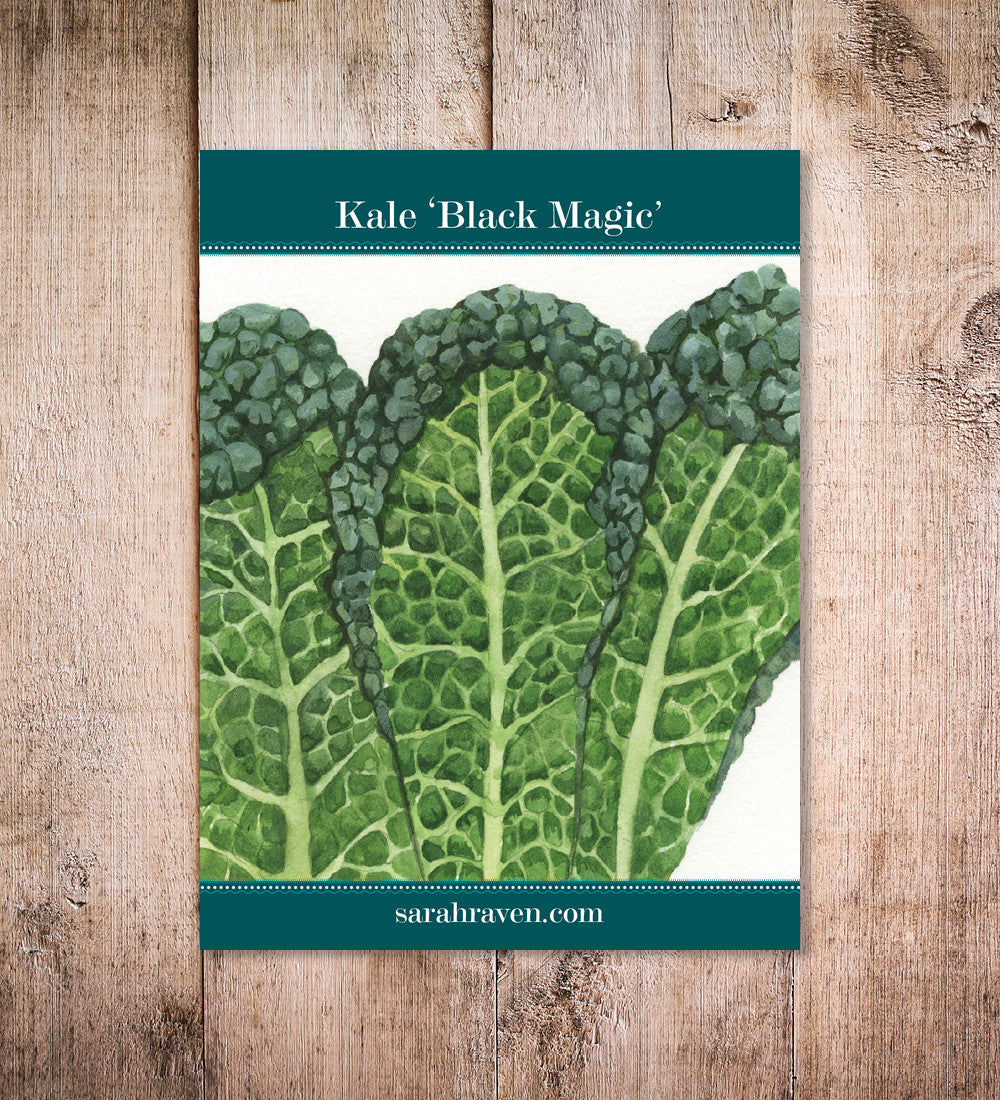 Sarah Raven Kale Black Magic F1 Samen 50 Topf
