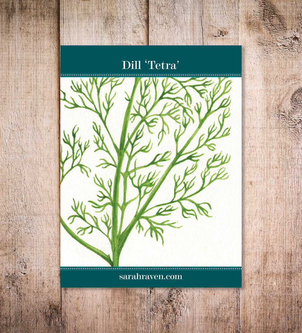 Sarah Raven Seeds Dill Tetra Saatgut 750 Samen schossfest