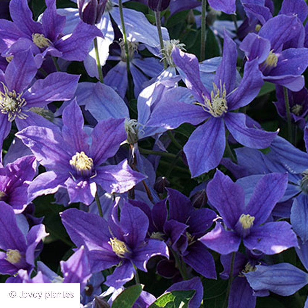 Sarah Raven Plants Clematis Arabella Pflanze 2 Liter Topf Blau