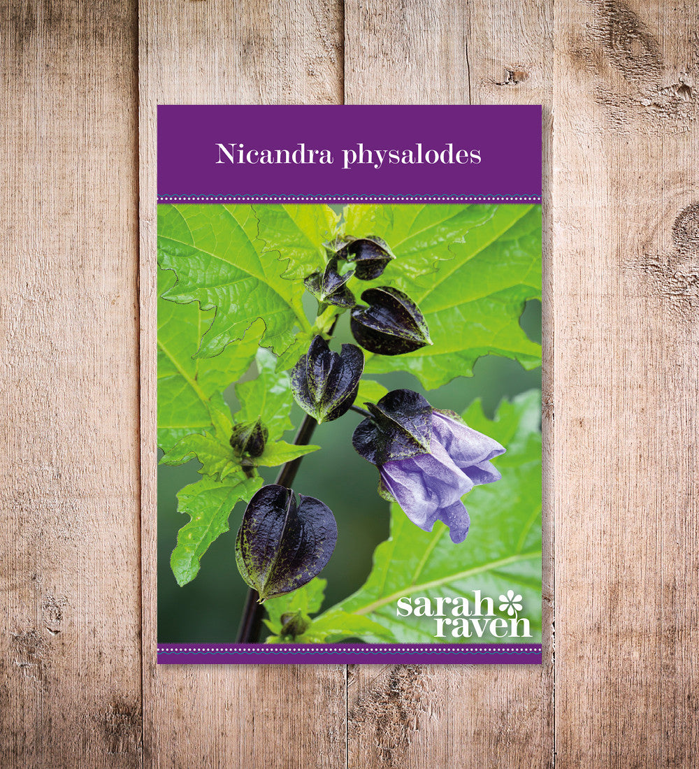 Sarah Raven Seeds Nicandra physalodes Blumensamen 200 Samen blau