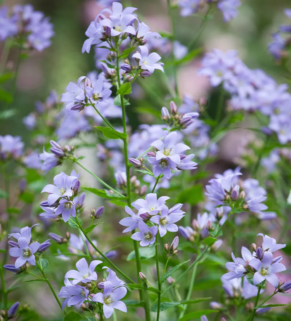 Sarah Raven Plants Campanula Prichard's Variety 3x 9cm violett