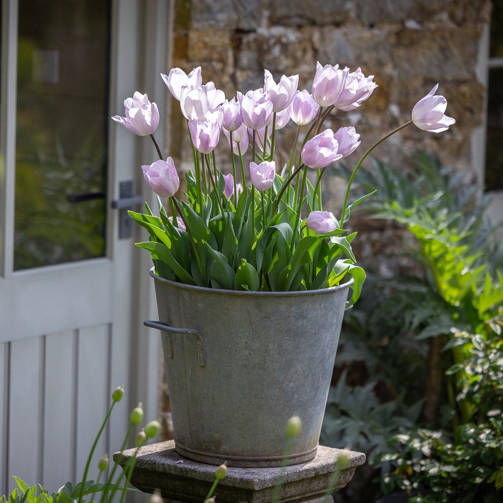 Sarah Raven Bulbs Tulpe Silver Cloud Blumenzwiebeln 10 Stück