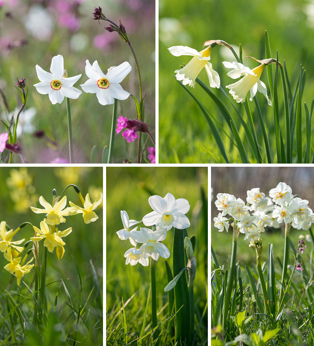 Sarah Raven Narcissus Naturalising Narzissen 50 Zwiebeln Mix