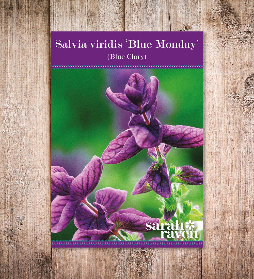 Sarah Raven Seeds Salvia Blue Monday Blumensamen 100 Samen
