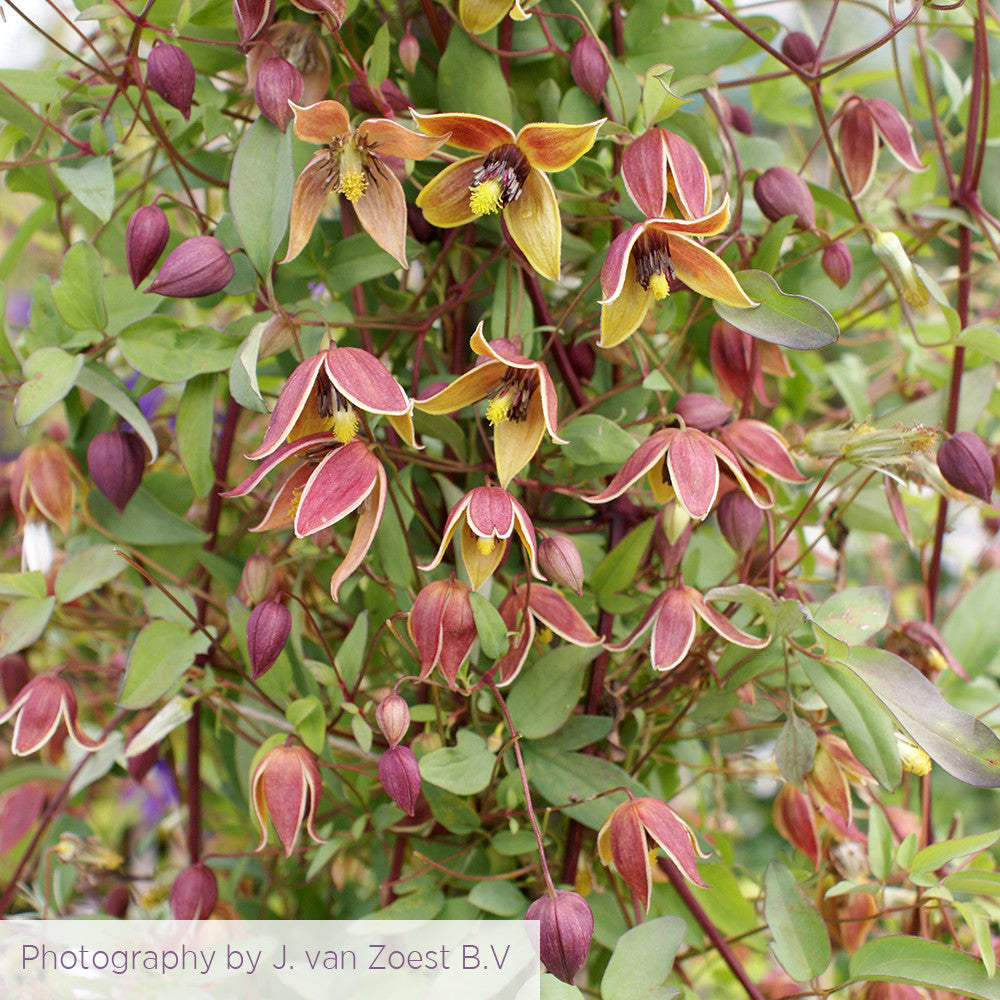 Sarah Raven Plants Clematis tangutica My Angel Pflanze 2-Liter-Topf rot-gelb