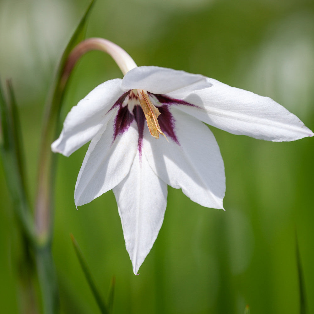 Sarah Raven Acidanthera Murielae Blumenzwiebeln 30 Knollen Duft