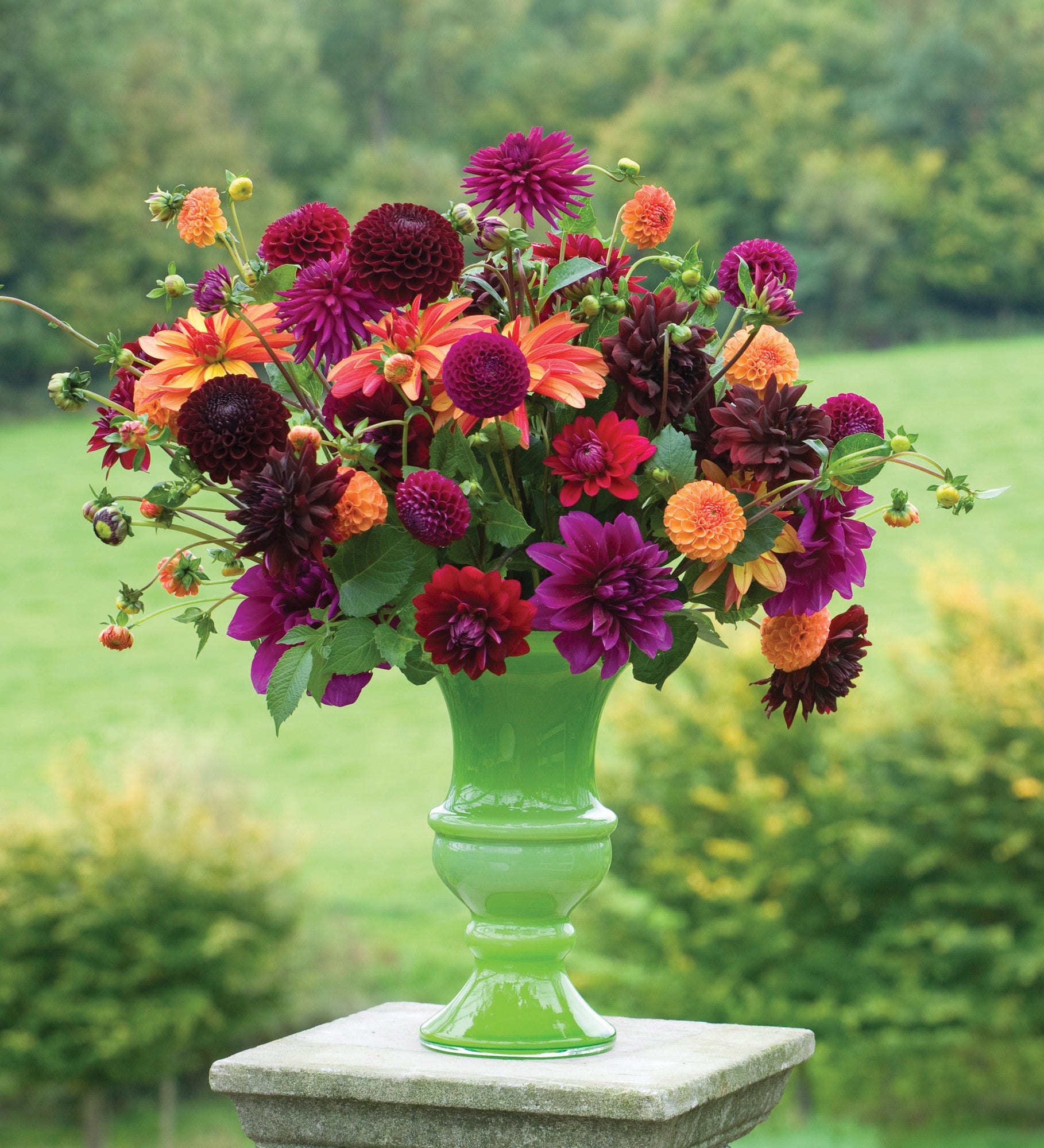 Sarah Raven Bulbs Venetian Dahlien Kollektion 8 Knollen Mix