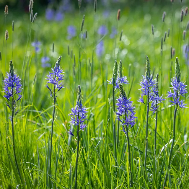 Sarah Raven Camassia quamash Blumenzwiebeln 20 Stück