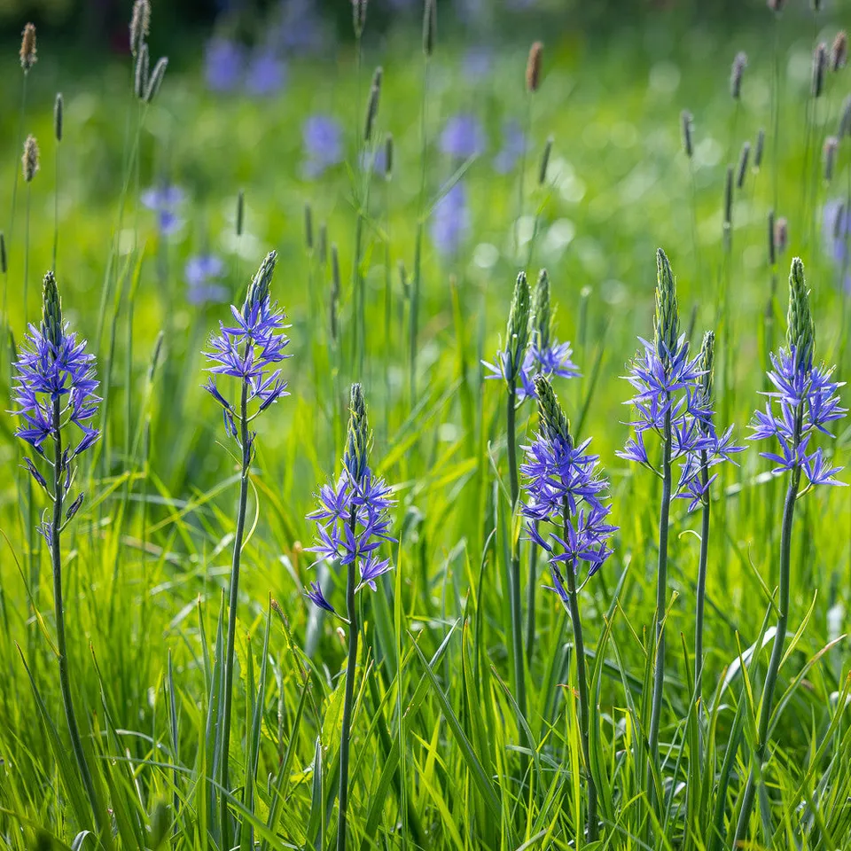Sarah Raven Camassia quamash Blumenzwiebeln 20 Stück