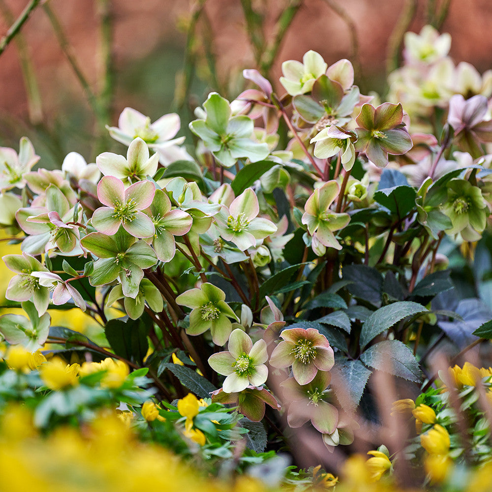 Sarah Raven Plants Helleborus Guess Pflanze 1x2L Topf gelb