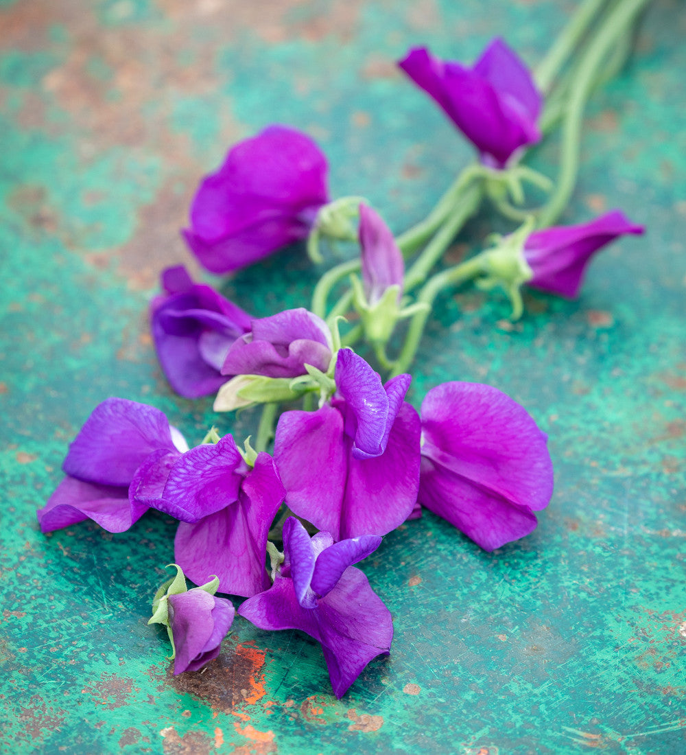 Sarah Raven Plants Brilliant Buckets Sweet Pea 16 Jungpflanzen duftend