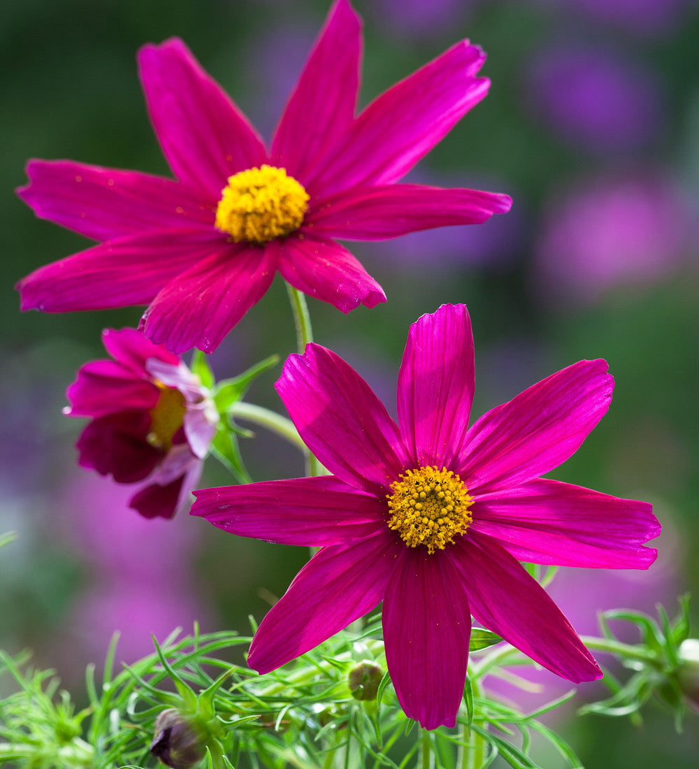 Sarah Raven Cosmos Sonata Carmine Blumensamen 50 karminrot