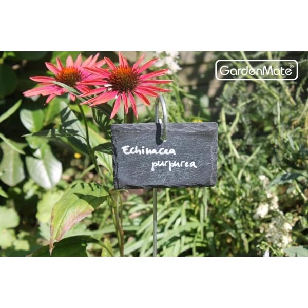 GardenMate Pflanzschilder Schiefer 55cm 10 Stück naturell