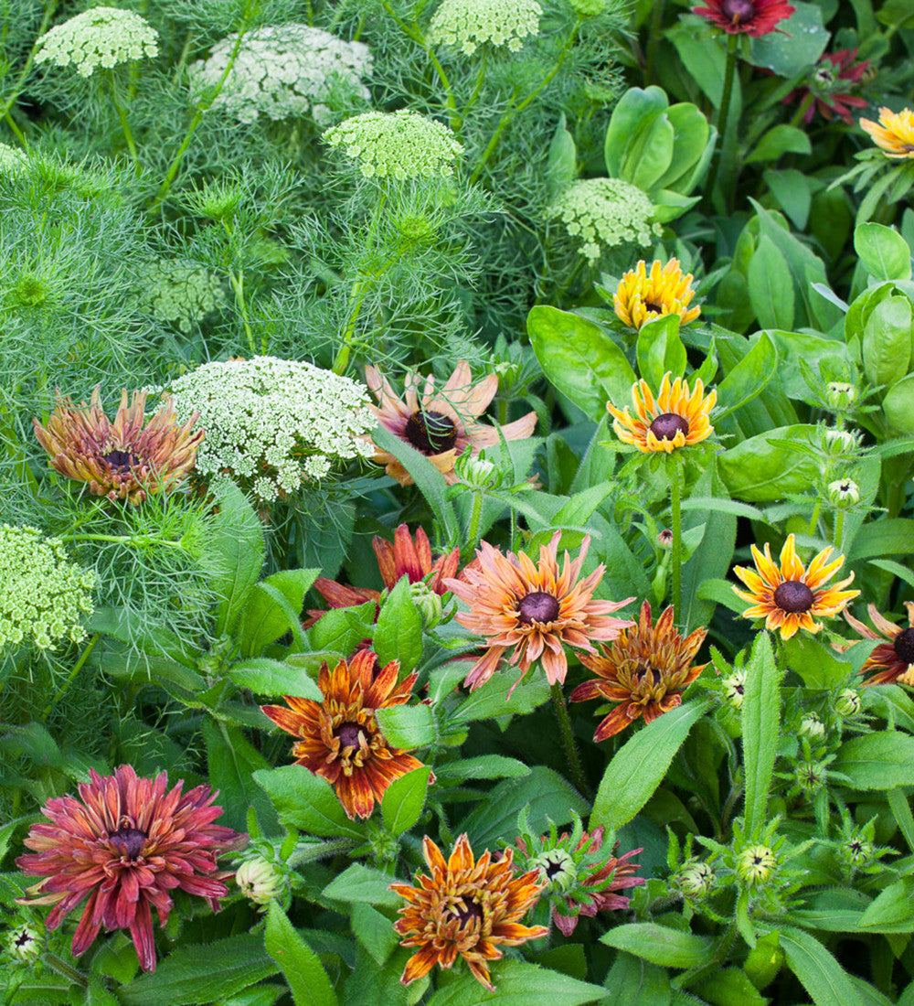 Sarah Raven Seeds Rudbeckia Sahara Mix Blumensamen 50 Samen Herbst