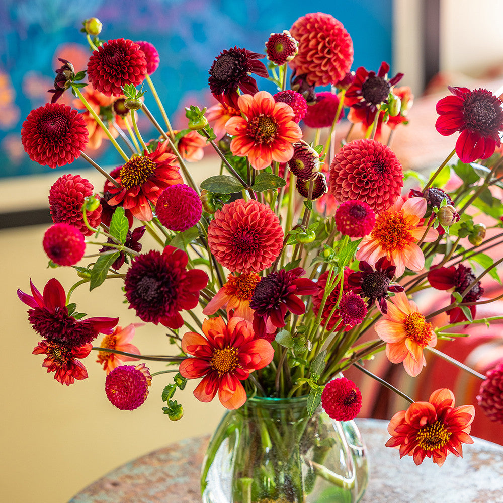 Sarah Raven Bulbs Pompom Party Dahlia Collection Dahlienknollen 5 Knollen Ball