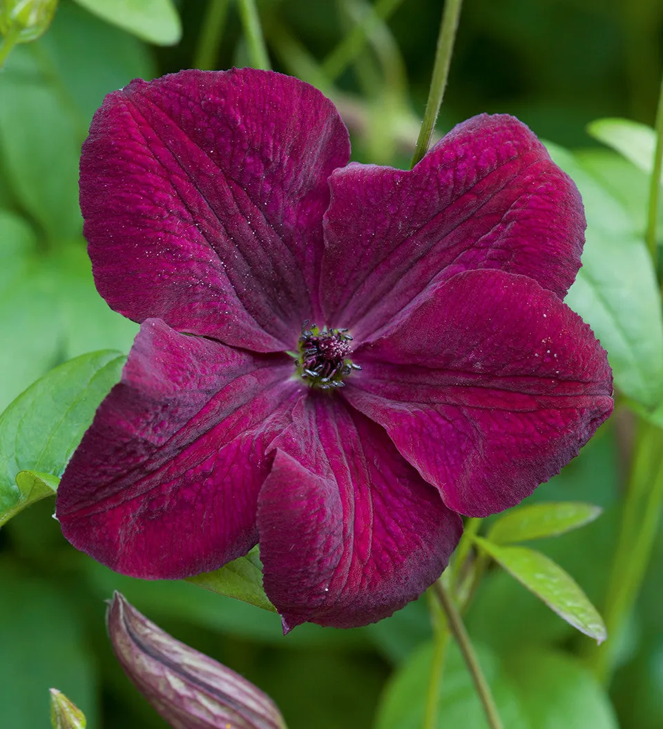 Sarah Raven Clematis Royal Velours Pflanze 2 Liter Topf