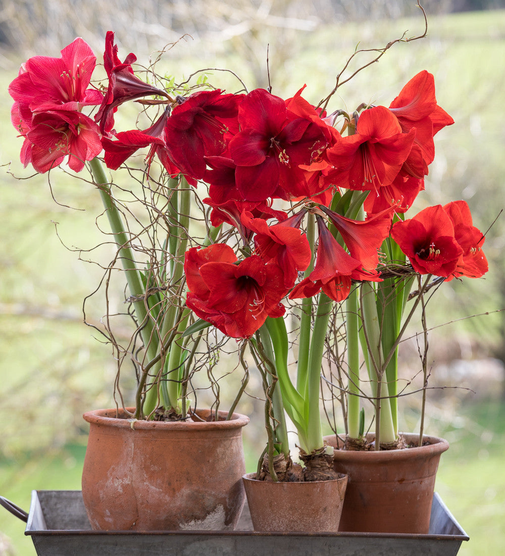 Sarah Raven Christmas Amaryllis Blumenzwiebeln 3 Stück rot
