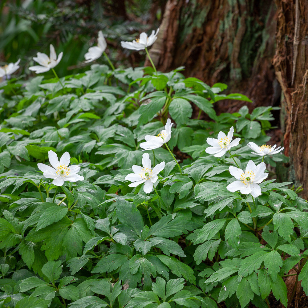 Sarah Raven Bulbs Anemone nemorosa Buschwindröschen 40 Rhizome