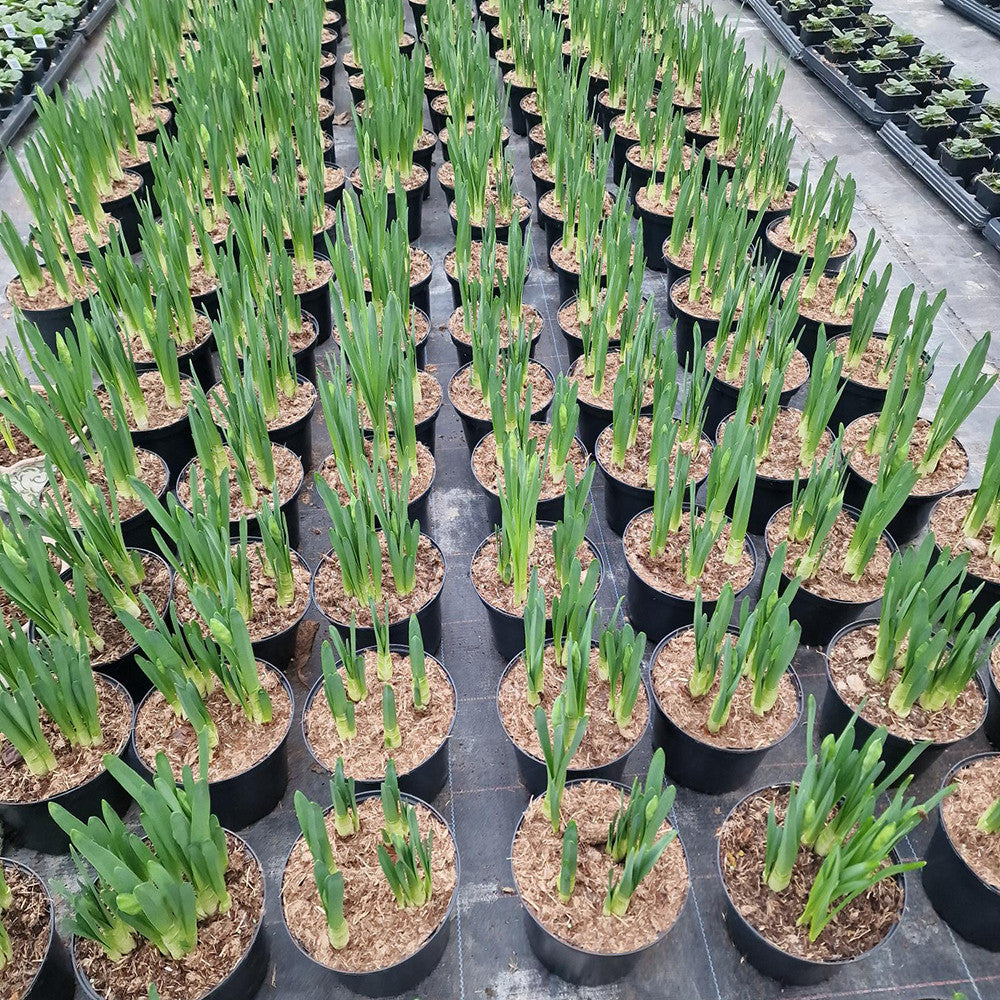 Sarah Raven Bulbs Narcissus Ziva Narzissen 15 Zwiebeln weiß duftend