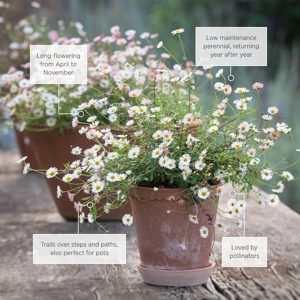 Sarah Raven Plants Erigeron Profusion Blume 100 Samen rosa-weiß